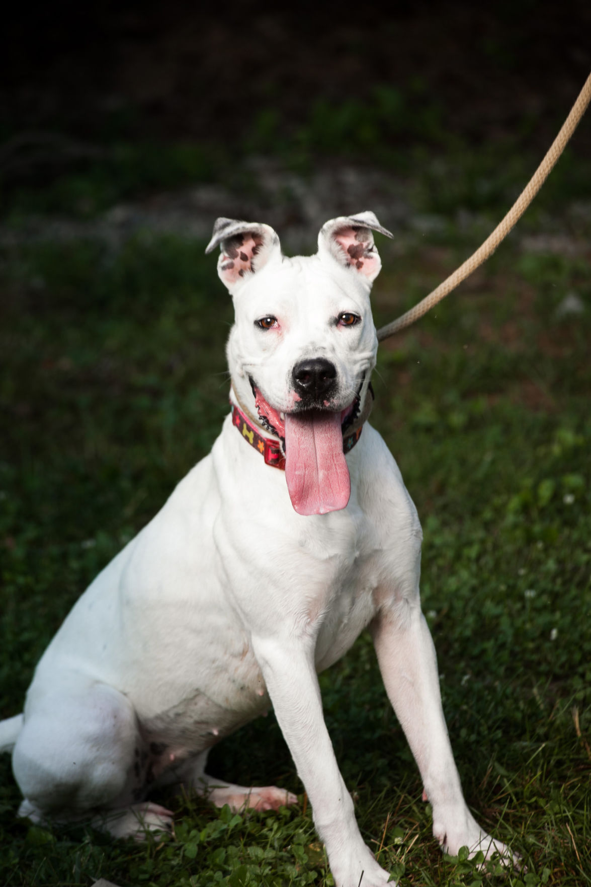 29 Pets-Sugar.jpg